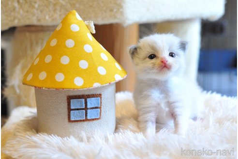 販売中の埼玉県のラグドール-117449の4枚目